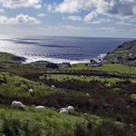 Sheep & Donegal Coastline
