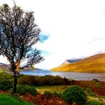 Fairy Thorn Tree, Killery Harbour, Co. Galway.