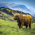 A Highland Cow on the road to Elgol, Skye
