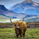 A Highland Cow