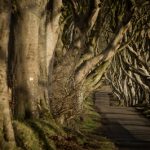25940_Game of Thrones_ - The Dark Hedges_The Kingsroad
