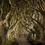 25943_Game of Thrones_ - The Dark Hedges_The Kingsroad