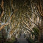 25947_Game of Thrones_ - The Dark Hedges_The Kingsroad